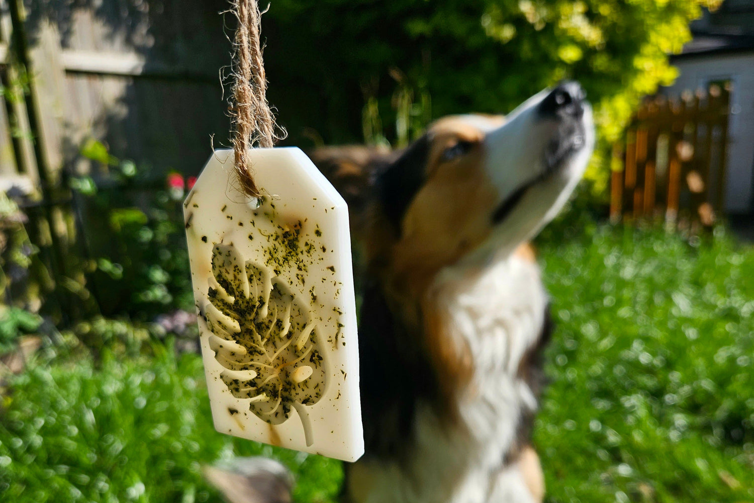Dog looking up at a hanging treat in a grassy outdoor setting