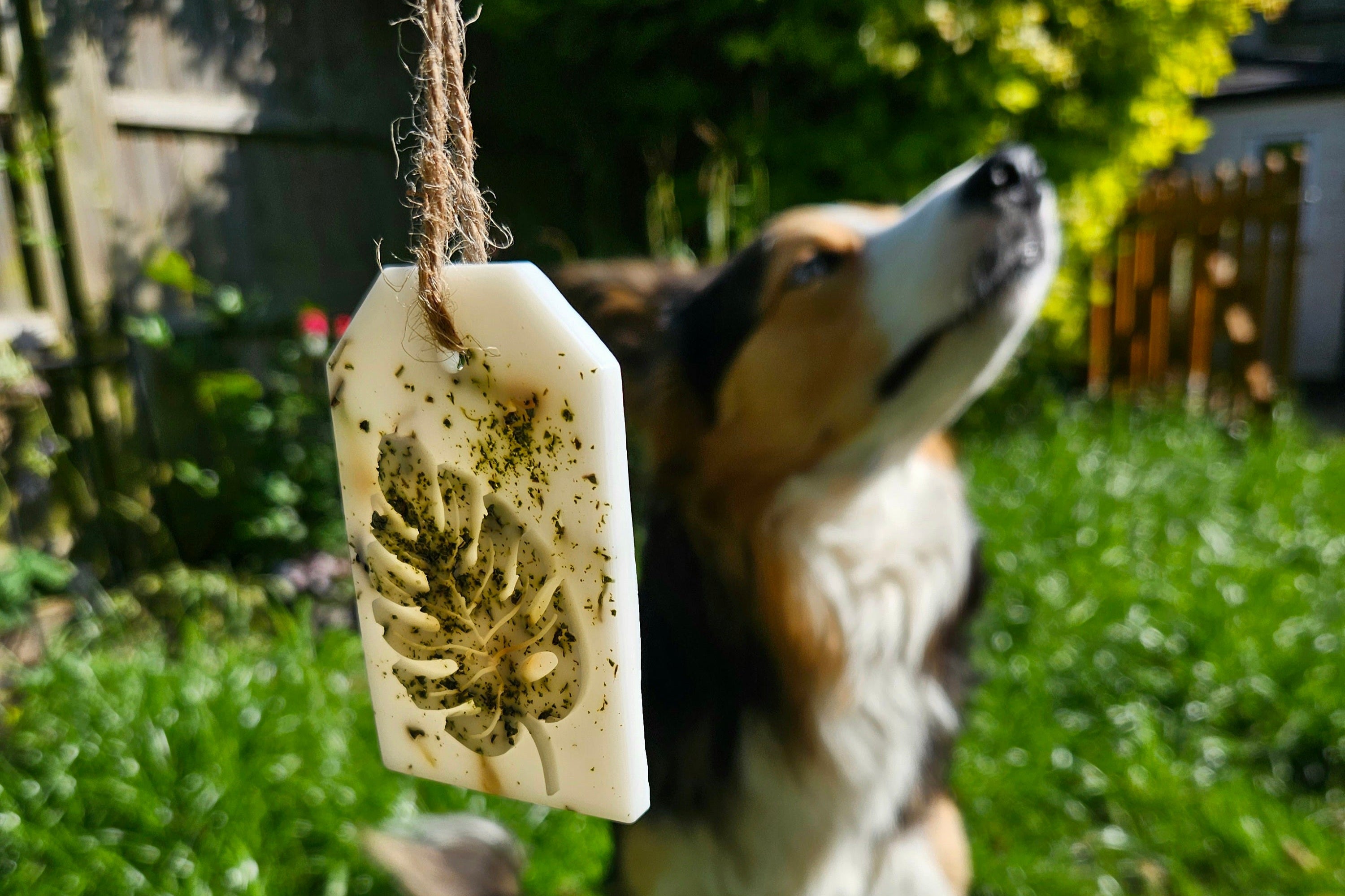 Dog looking up at a hanging treat in a grassy outdoor setting